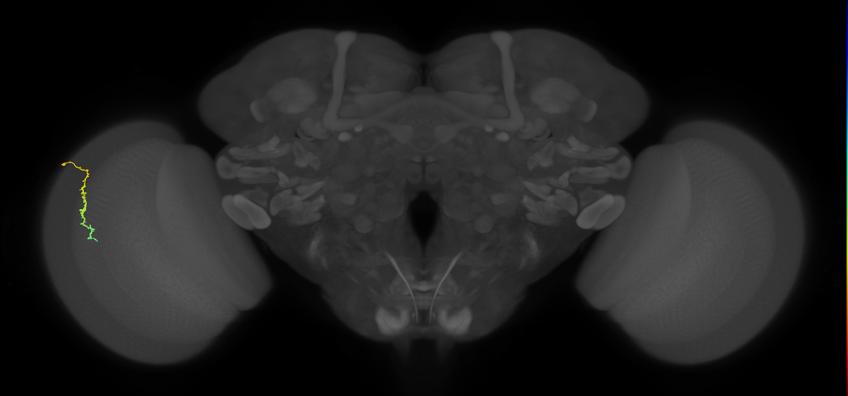Dm3c_L (MaleCNS:543096)