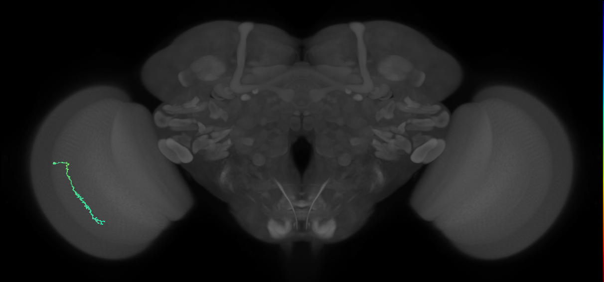 Dm3c_L (MaleCNS:128888)