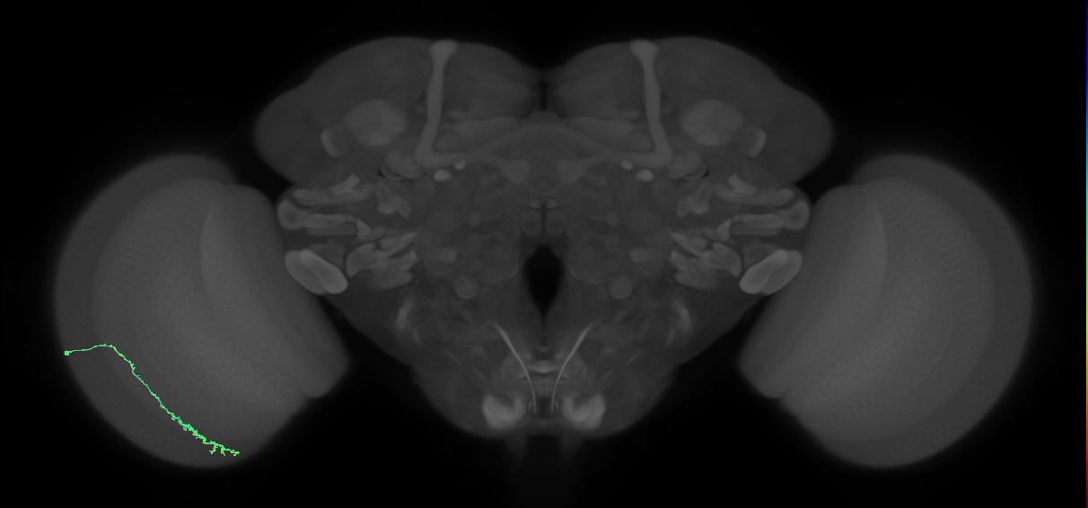 Dm3c_L (MaleCNS:529066)