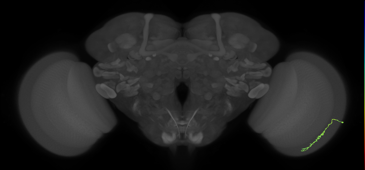 Dm3c_R (MaleCNS:107263)