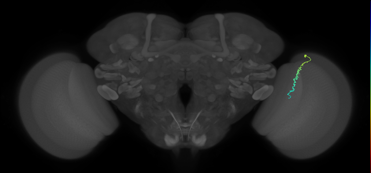 Dm3c_R (MaleCNS:140140)