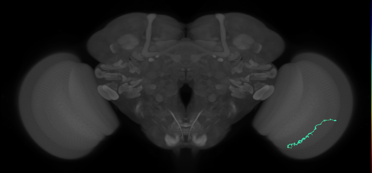 Dm3c_R (MaleCNS:121556)