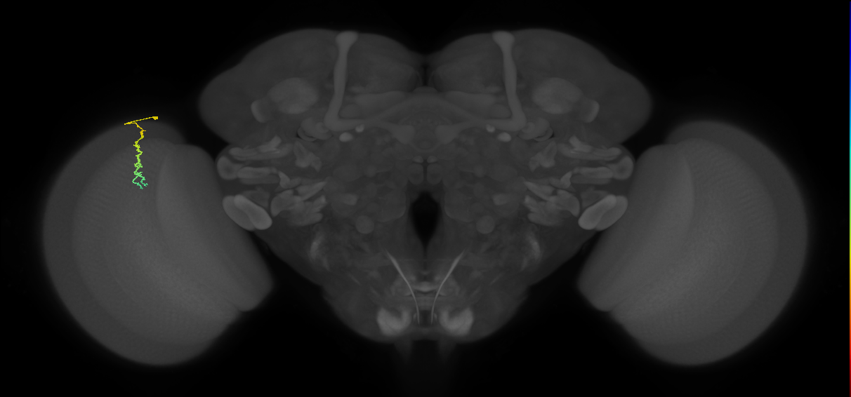 Dm3c_L (MaleCNS:513069)