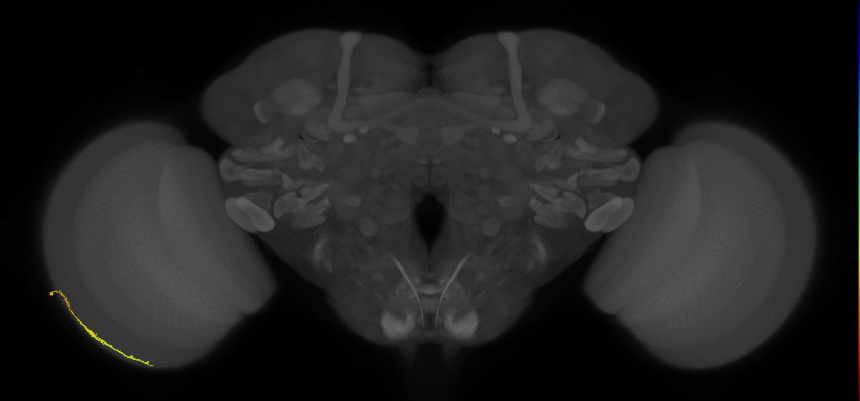 Dm3c_L (MaleCNS:517494)