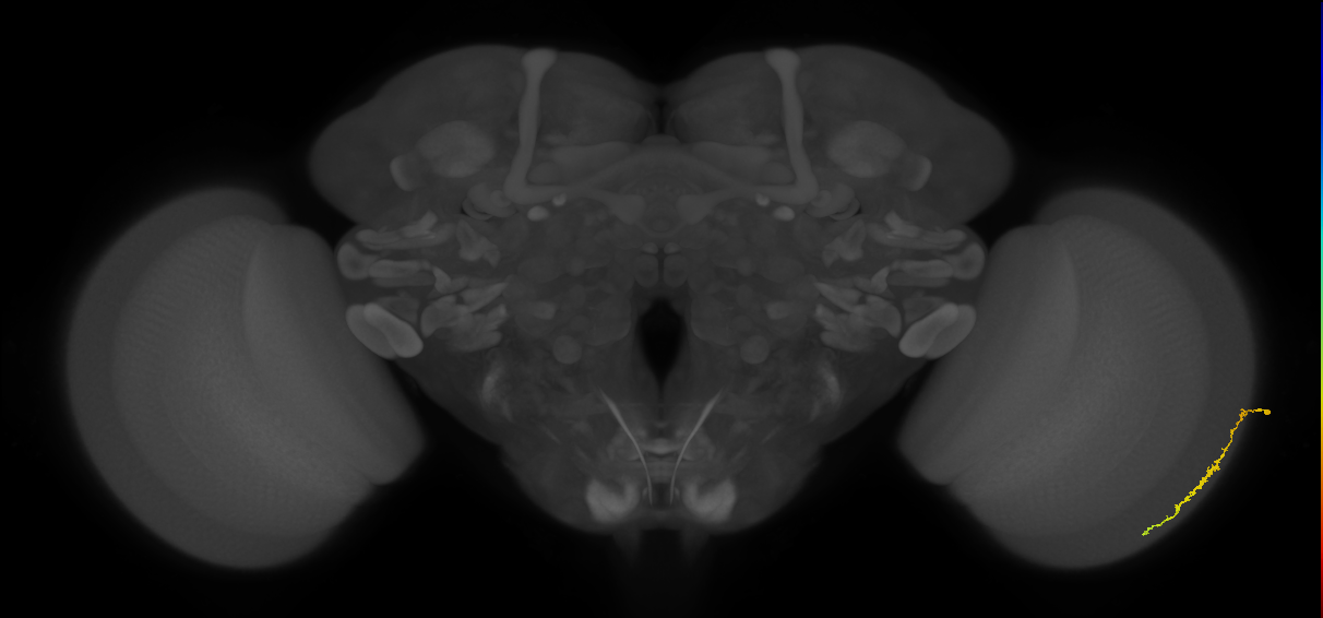Dm3c_R (MaleCNS:119158)