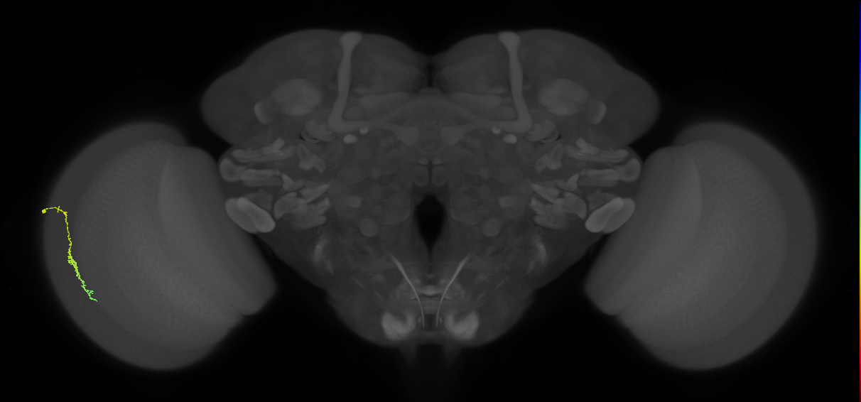 Dm3c_L (MaleCNS:548537)