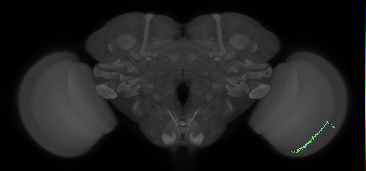 Dm3c_R (MaleCNS:105530)
