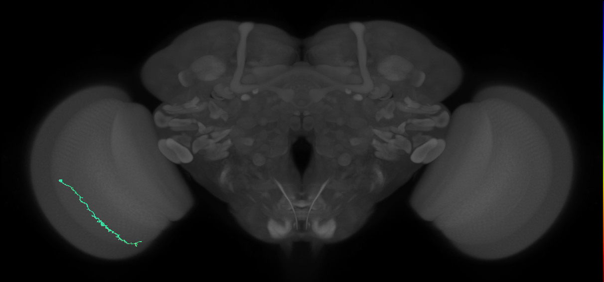 Dm3c_L (MaleCNS:208964)