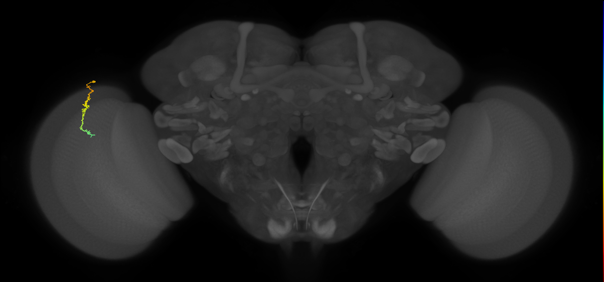 Dm3c_L (MaleCNS:138209)