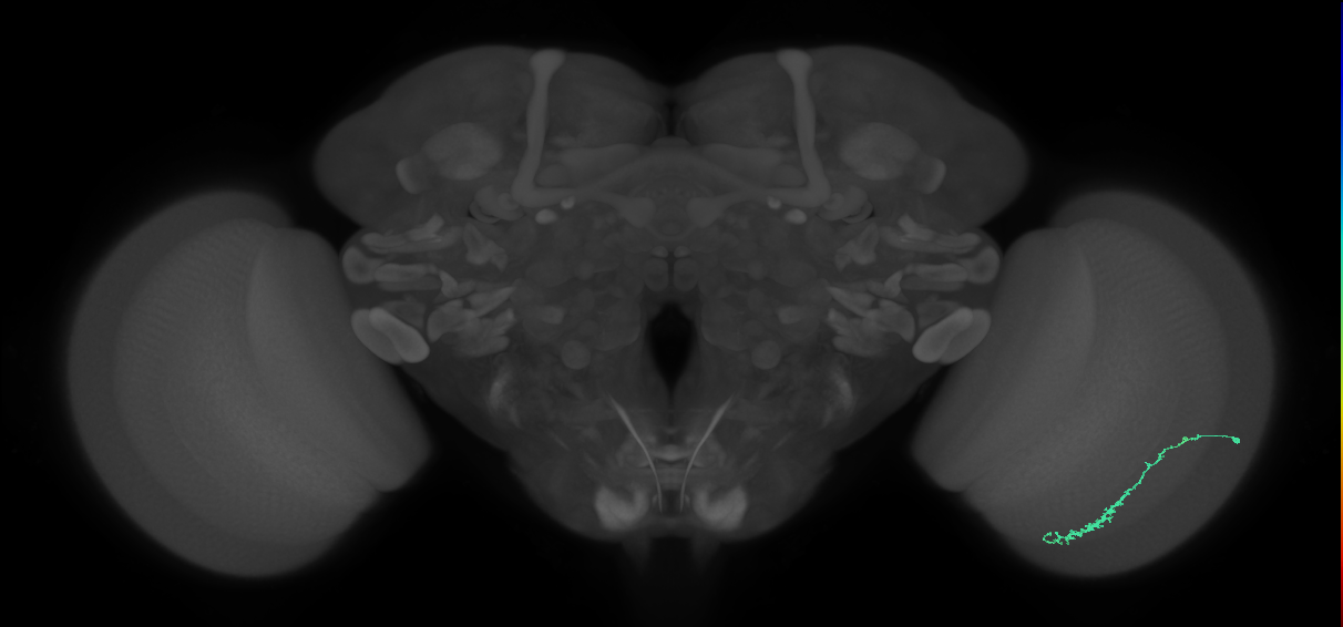 Dm3c_R (MaleCNS:103300)