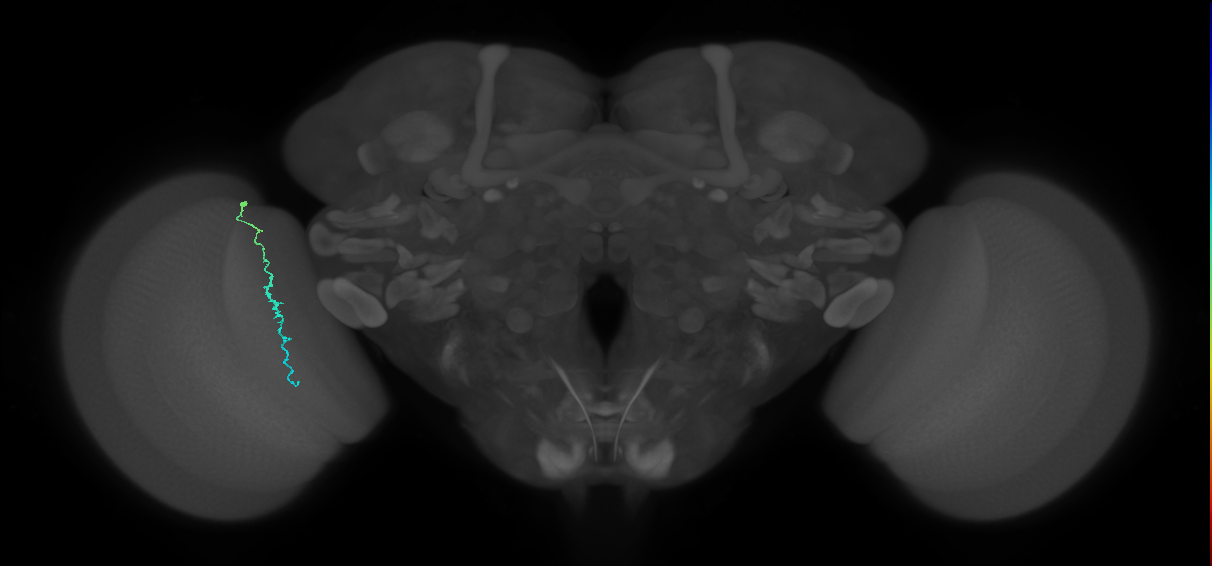 Dm3c_L (MaleCNS:226114)