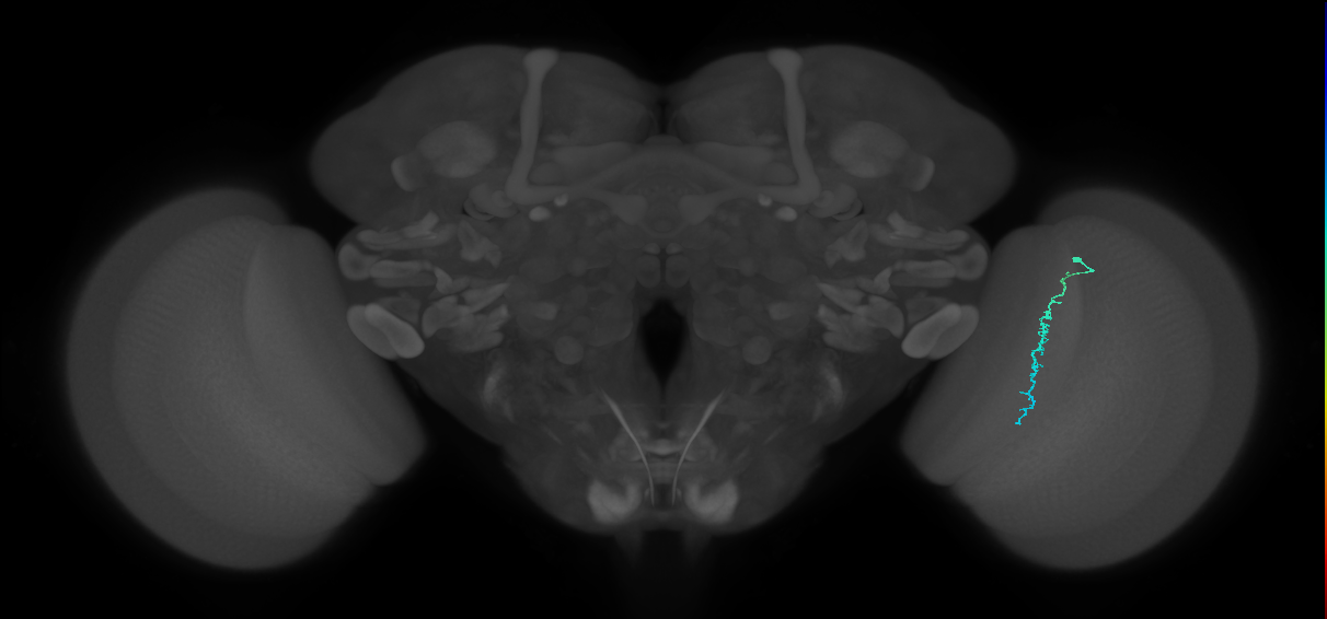 Dm3c_R (MaleCNS:155704)