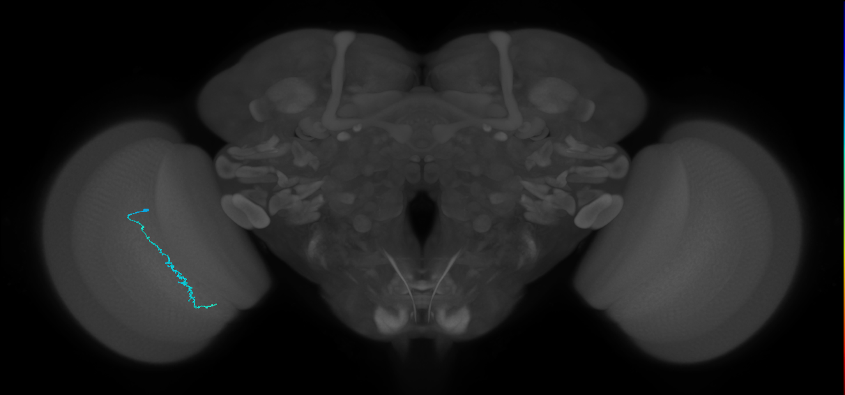 Dm3c_L (MaleCNS:515121)
