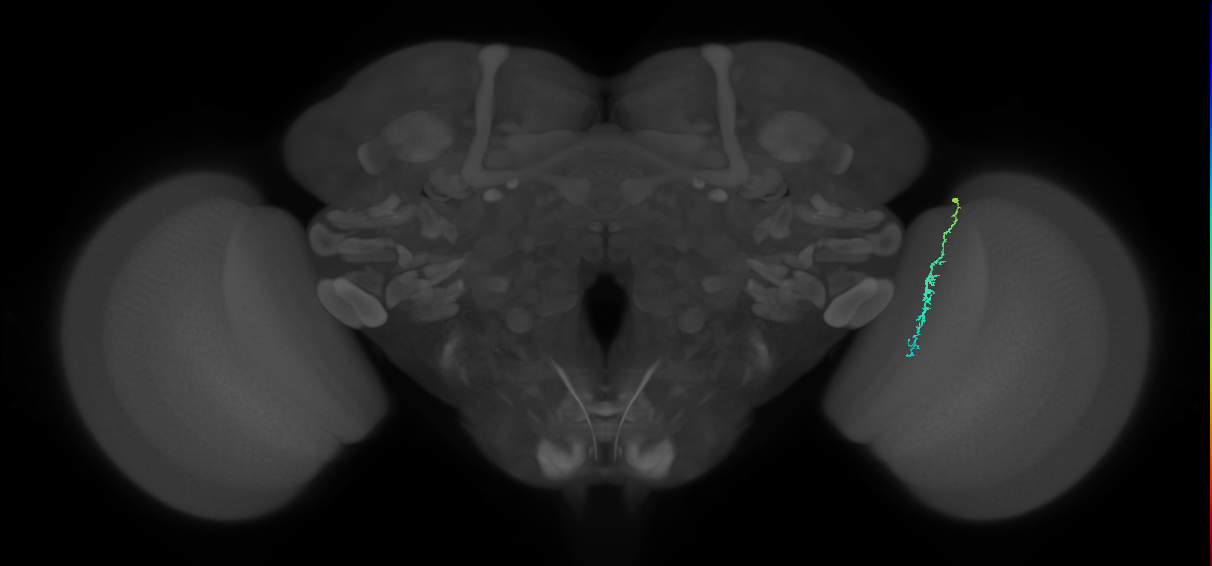 Dm3c_R (MaleCNS:164258)