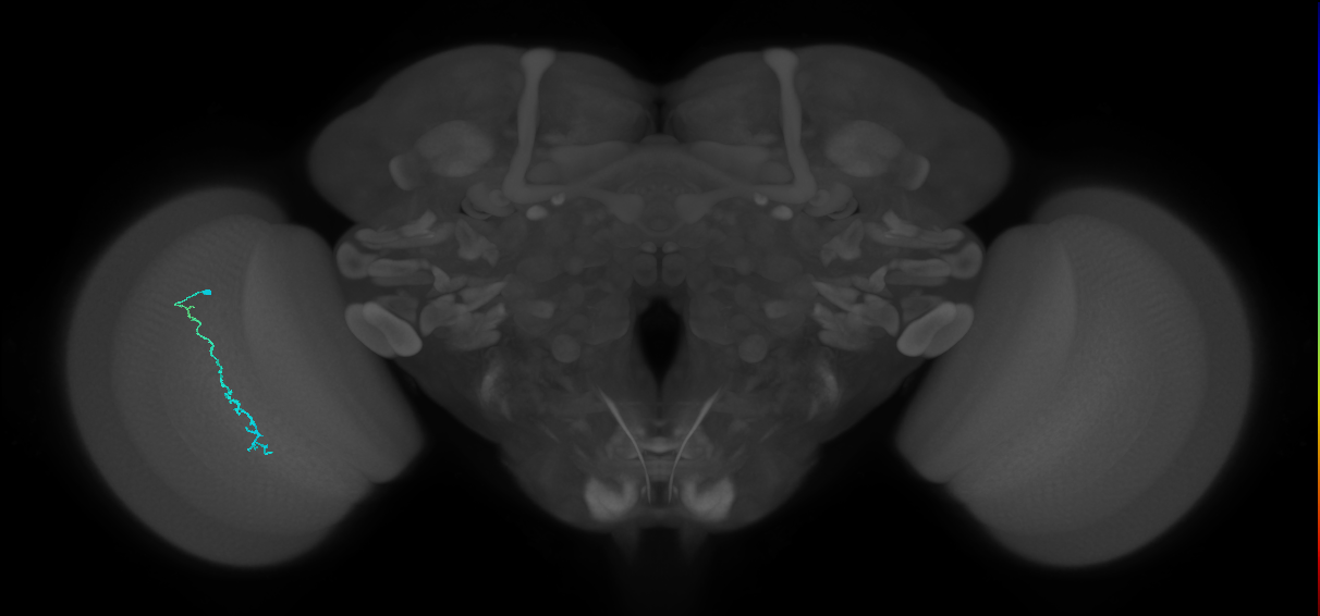 Dm3c_L (MaleCNS:553187)