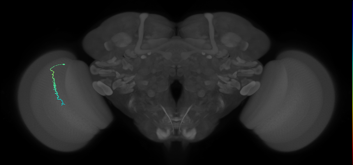 Dm3c_L (MaleCNS:214480)