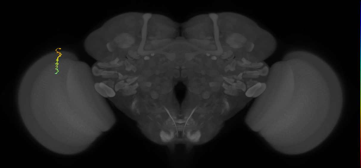 Dm3c_L (MaleCNS:161544)