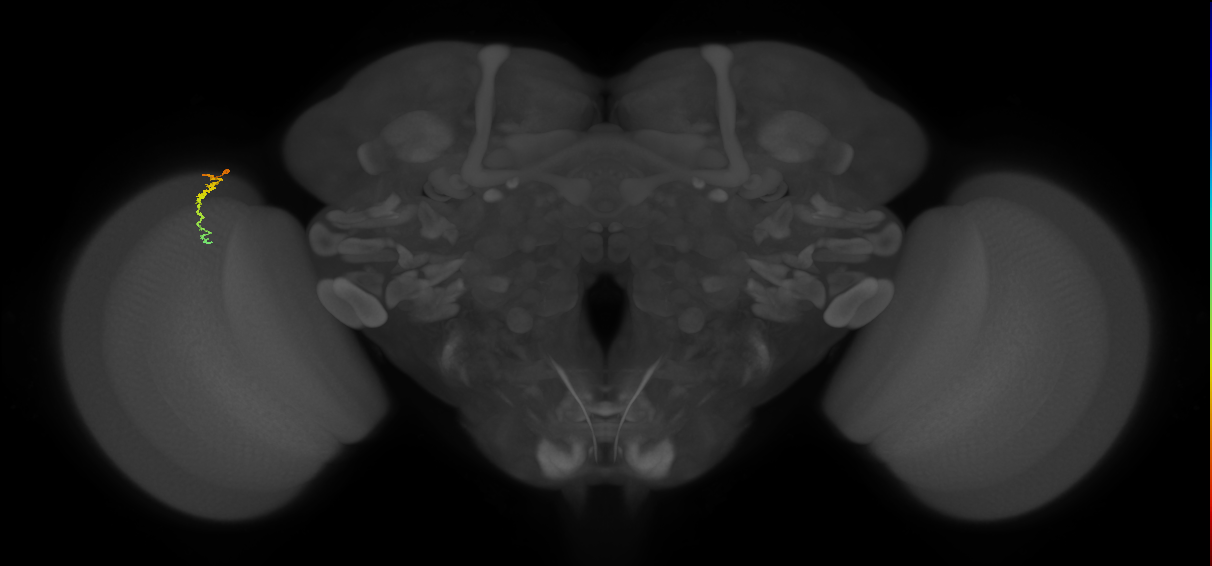 Dm3c_L (MaleCNS:571168)