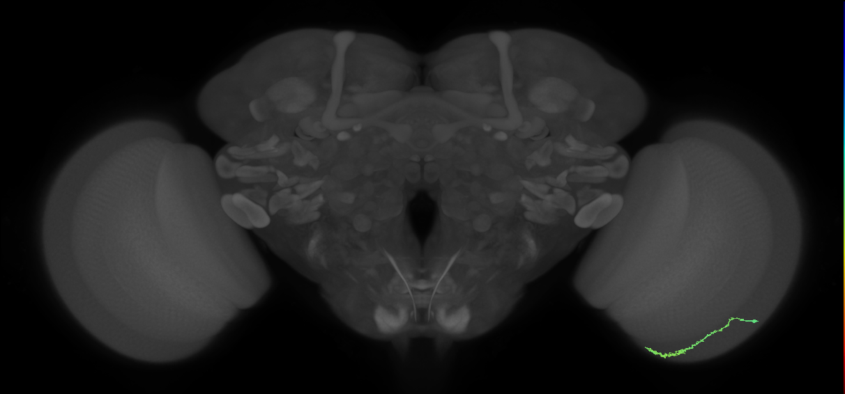 Dm3c_R (MaleCNS:124141)