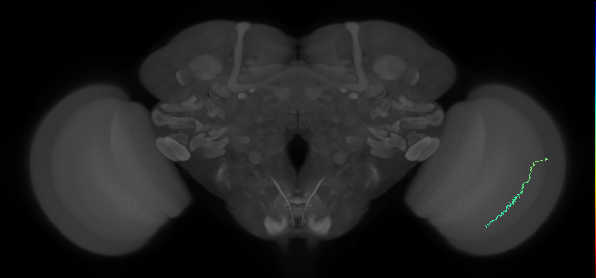 Dm3c_R (MaleCNS:164996)