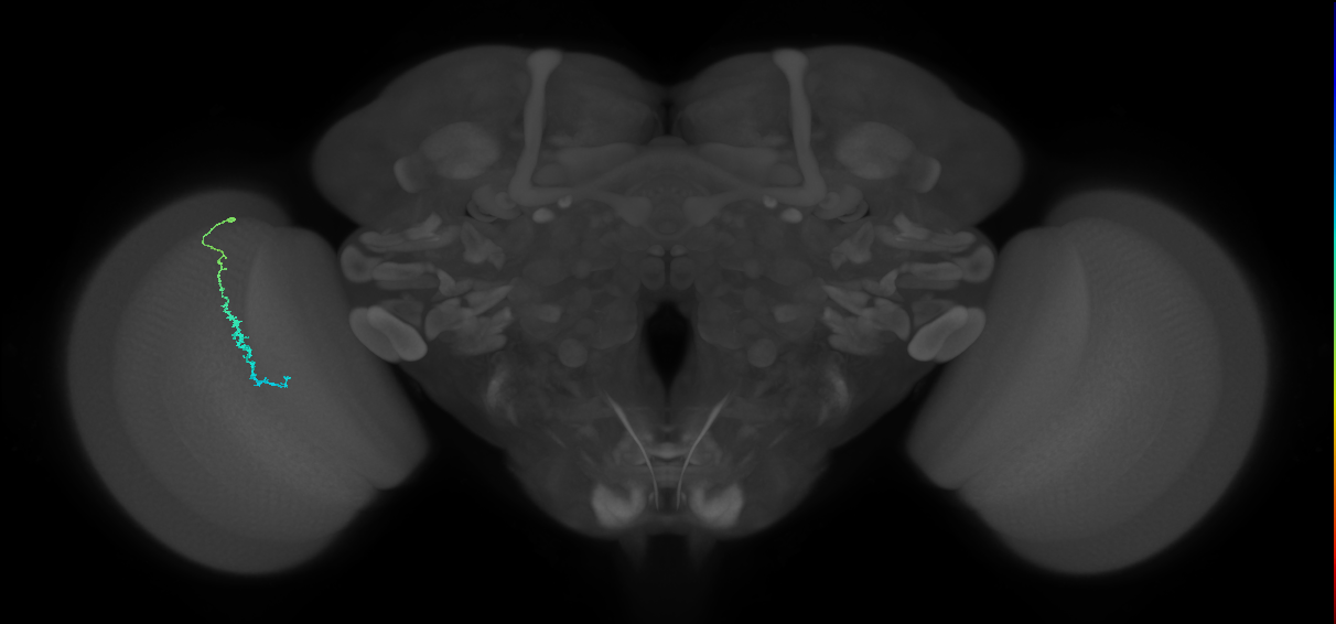 Dm3c_L (MaleCNS:160873)