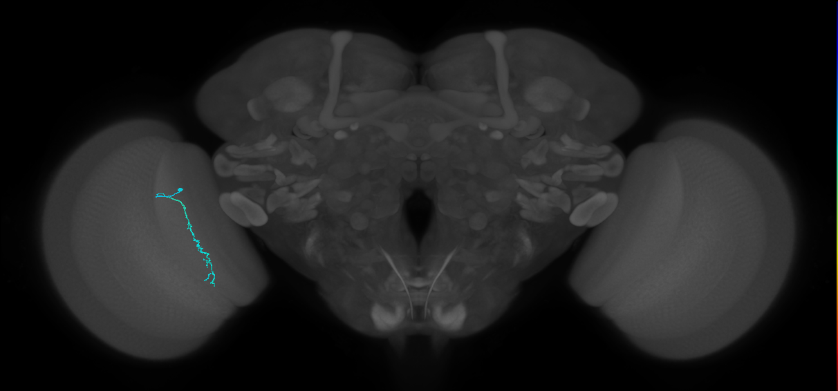 Dm3c_L (MaleCNS:230081)