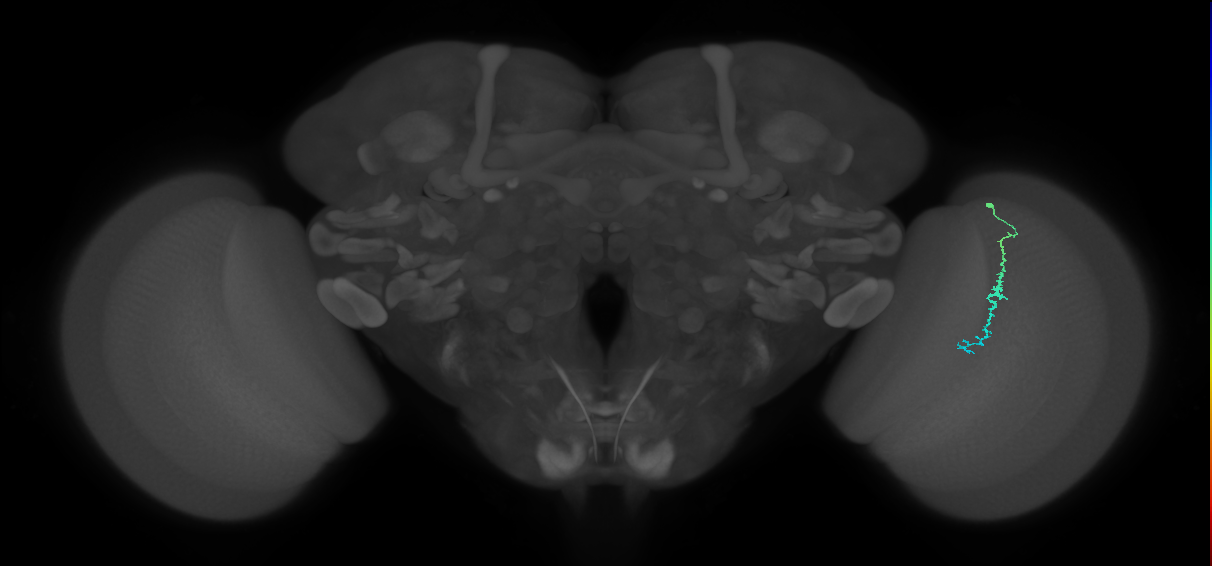 Dm3c_R (MaleCNS:155955)