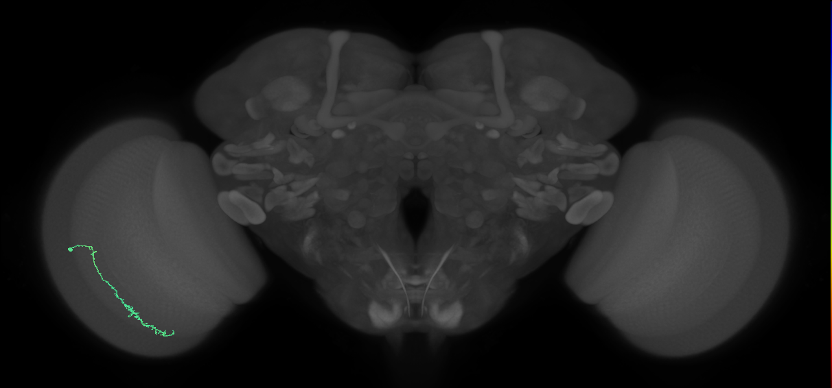 Dm3c_L (MaleCNS:126058)