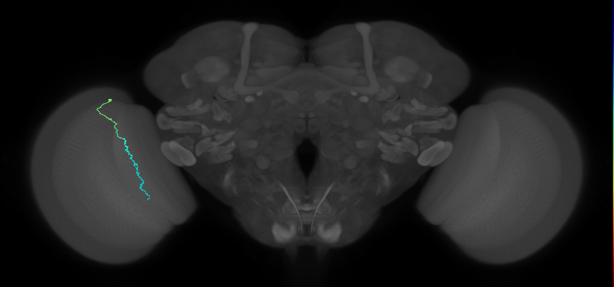 Dm3c_L (MaleCNS:224007)