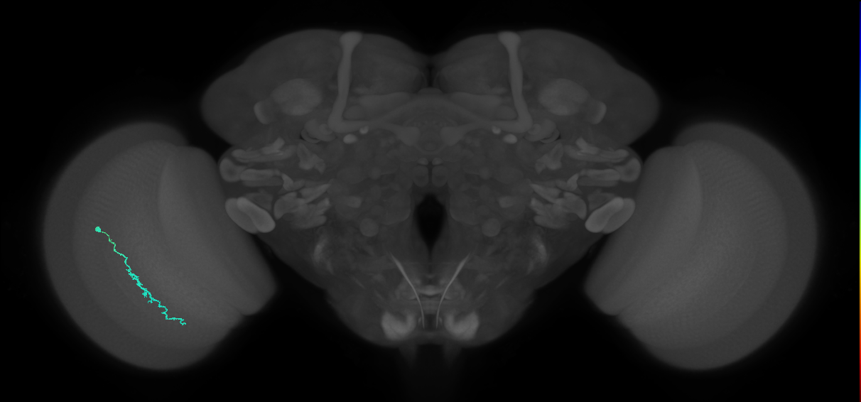 Dm3c_L (MaleCNS:544771)