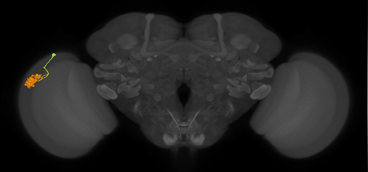 Dm4_L (MaleCNS:41328)