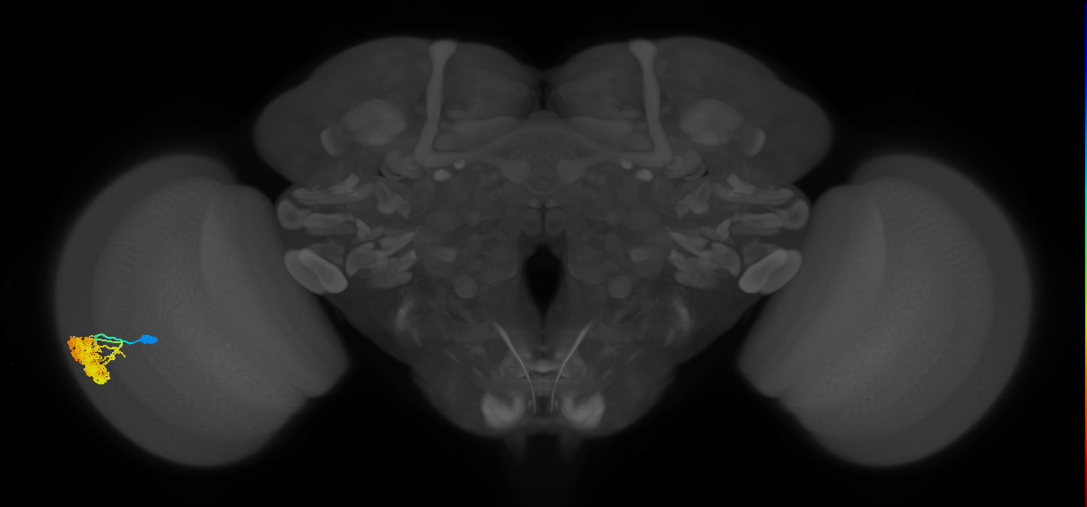Dm4_L (MaleCNS:41326)