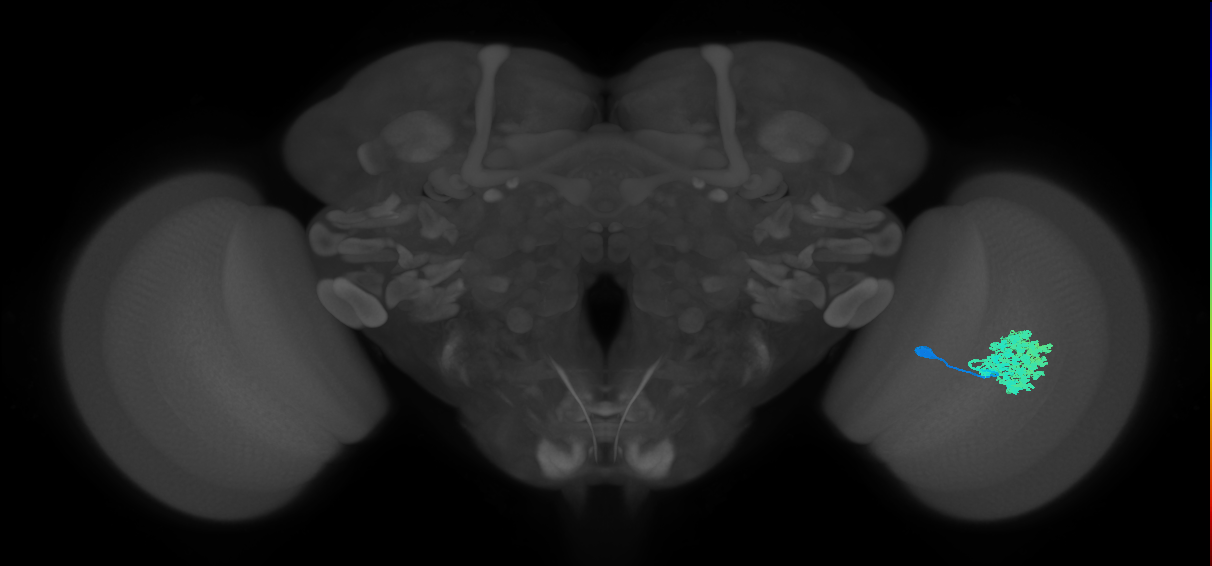 Dm4_R (MaleCNS:16333)