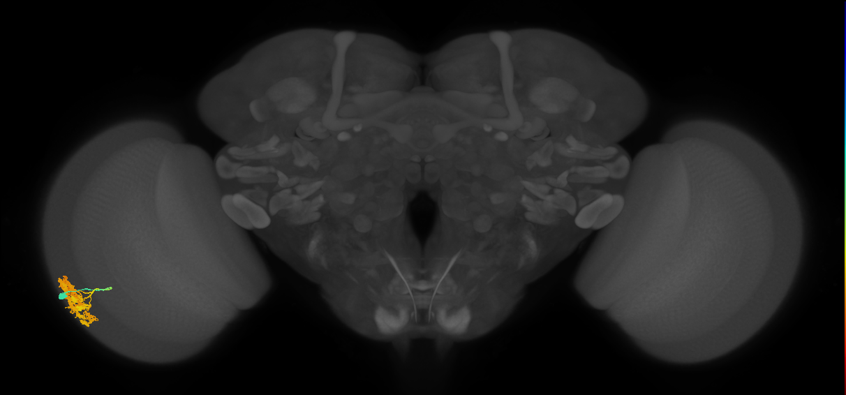 Dm4_L (MaleCNS:65220)