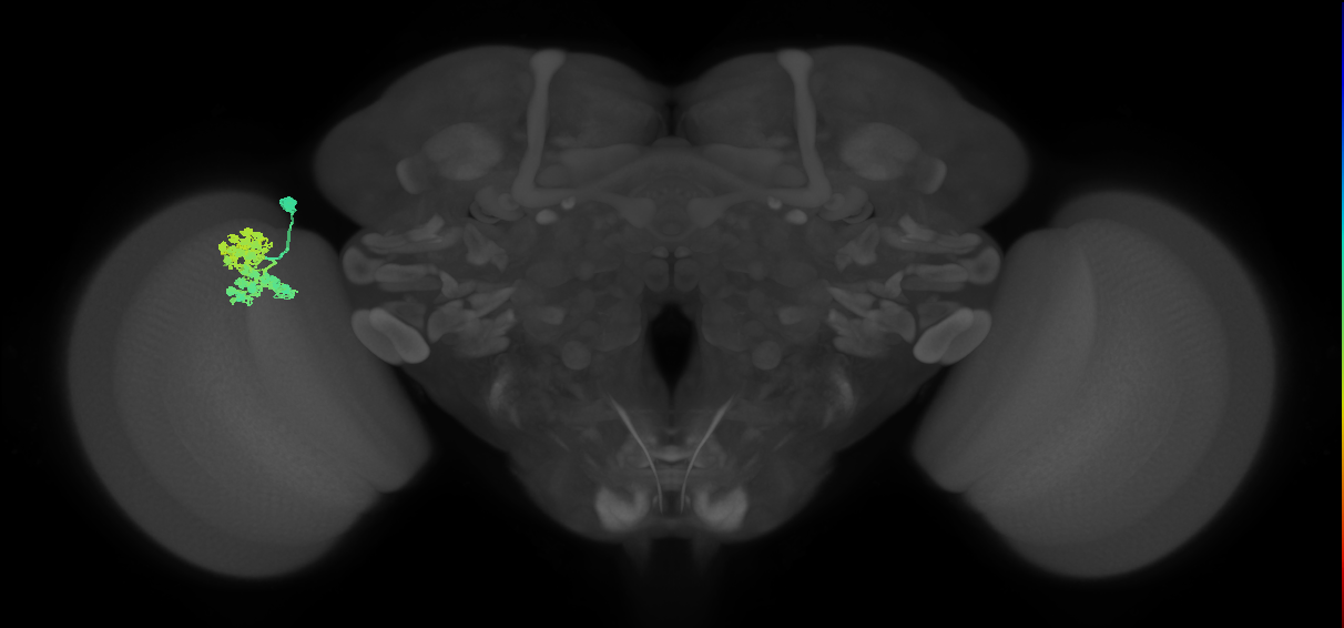 Dm4_L (MaleCNS:42968)