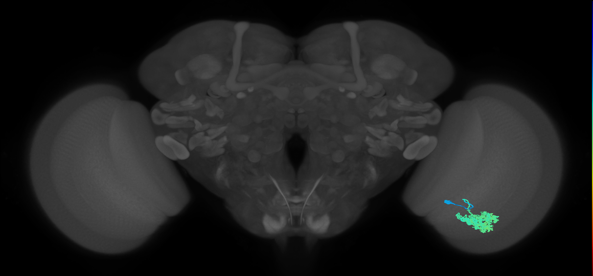 Dm4_R (MaleCNS:40923)