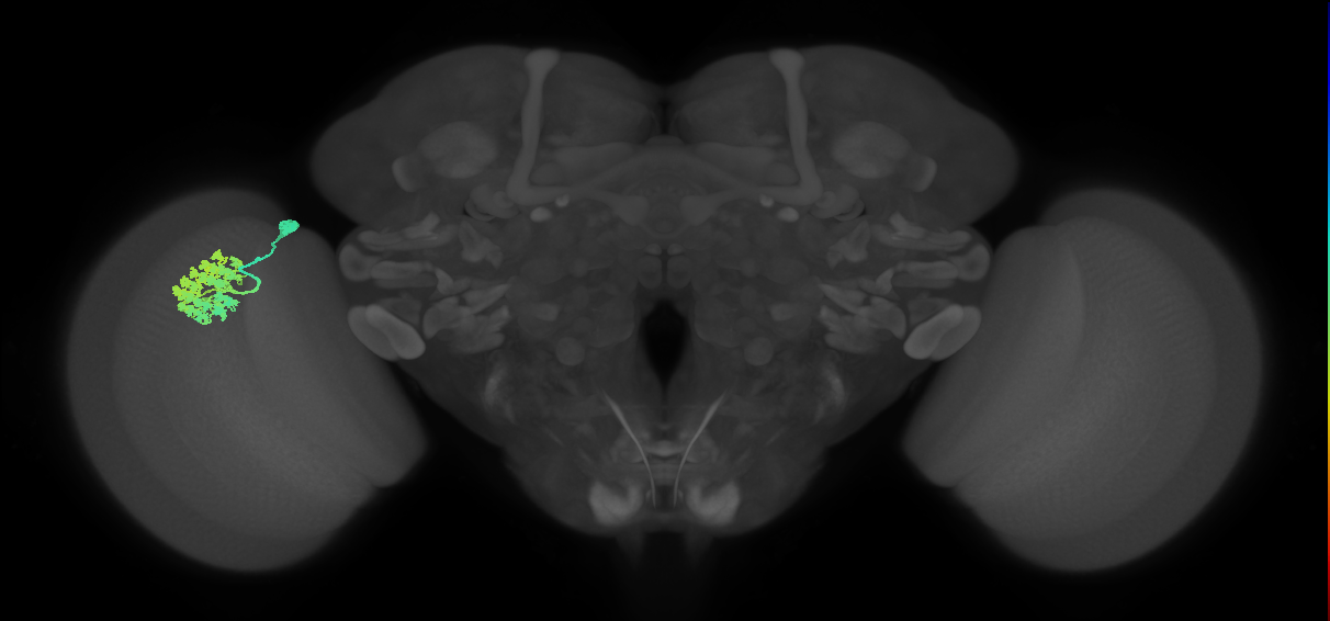 Dm4_L (MaleCNS:58790)