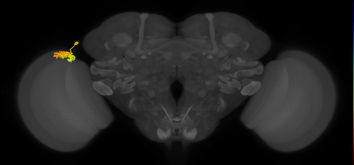 Dm4_L (MaleCNS:56387)