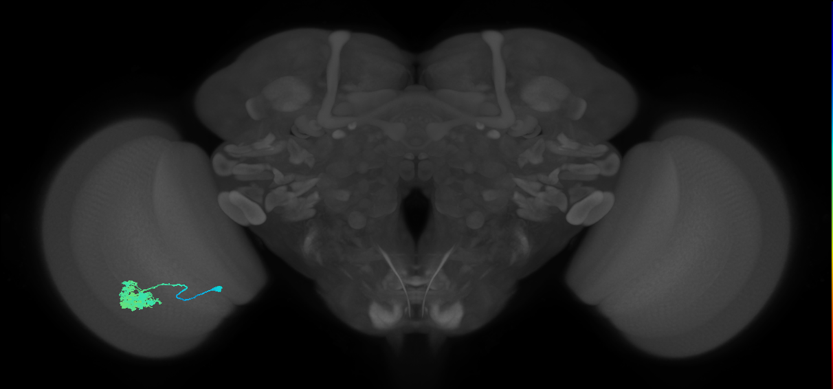 Dm4_L (MaleCNS:65929)
