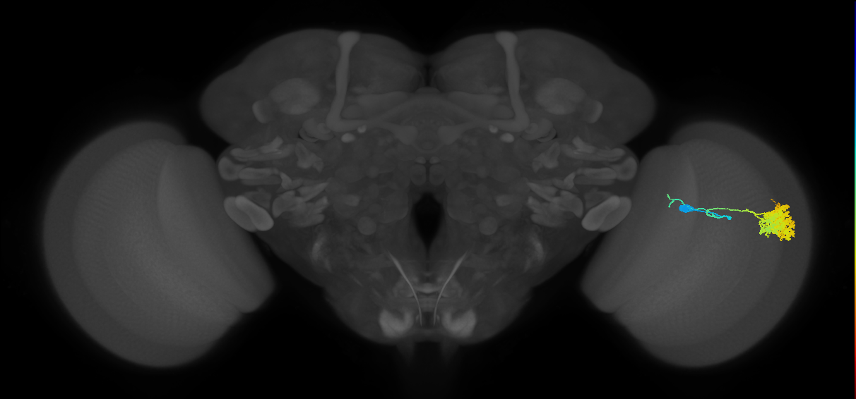 Dm4_R (MaleCNS:16991)