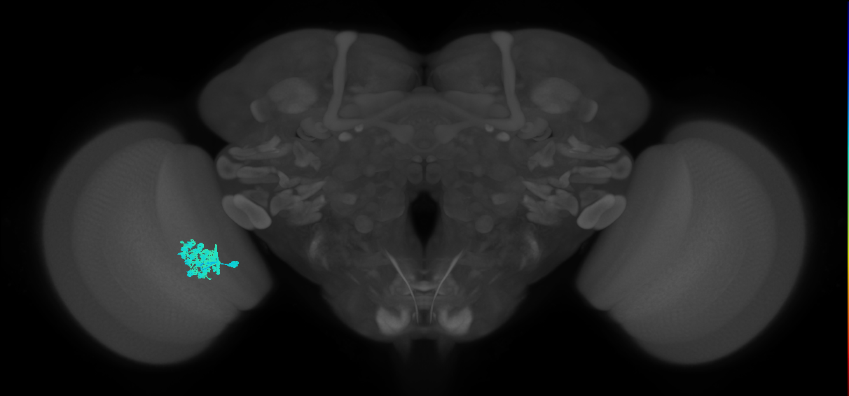 Dm4_L (MaleCNS:58024)