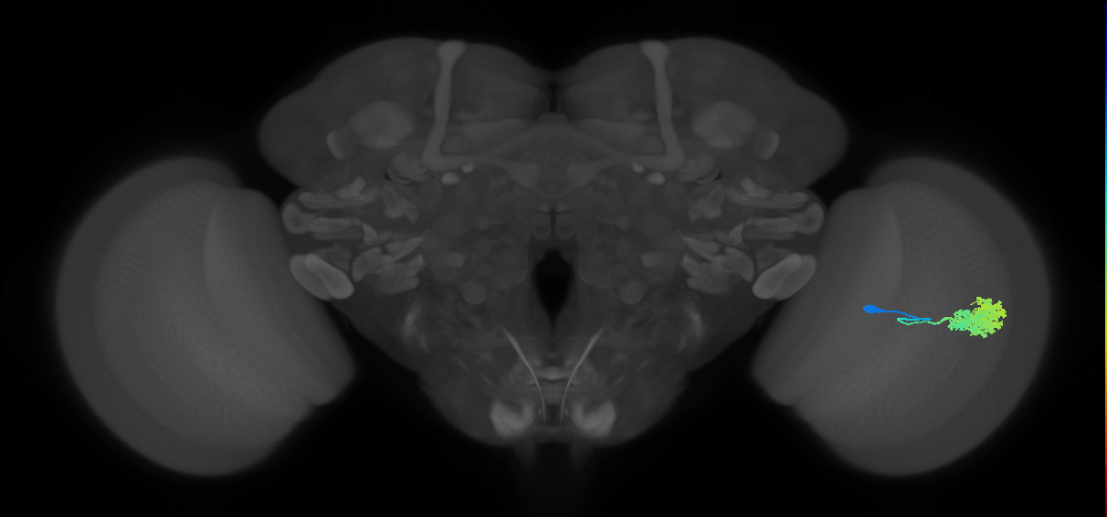 Dm4_R (MaleCNS:19370)