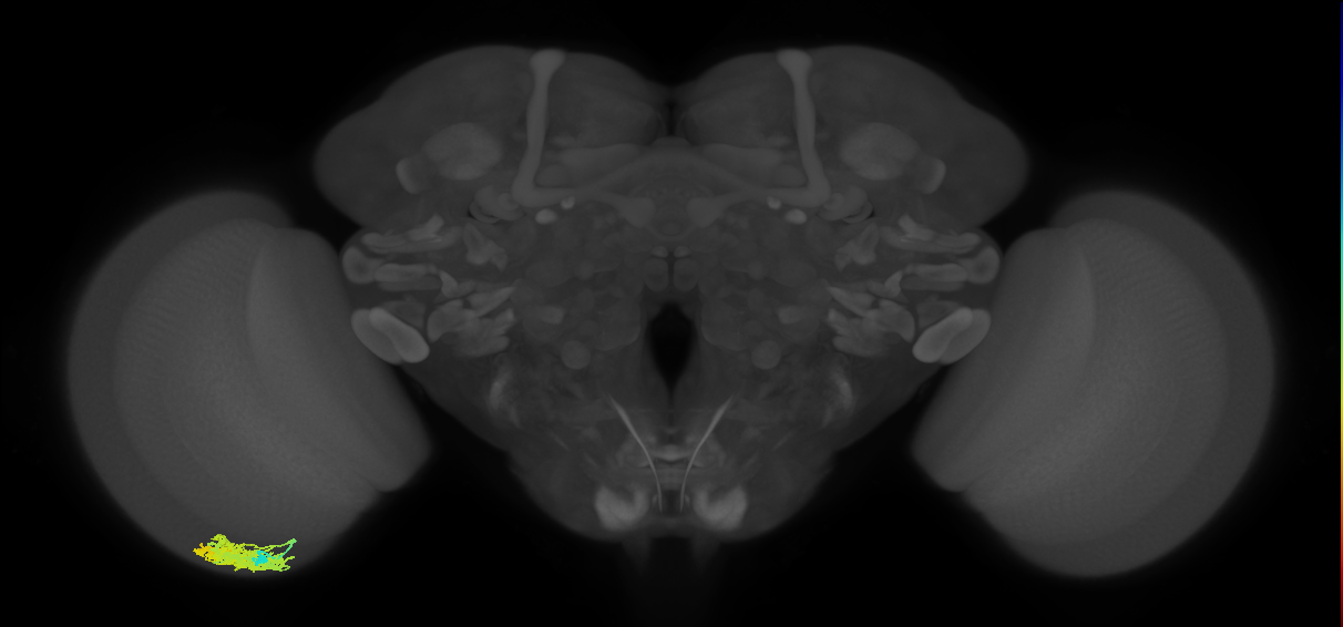 Dm4_L (MaleCNS:49523)