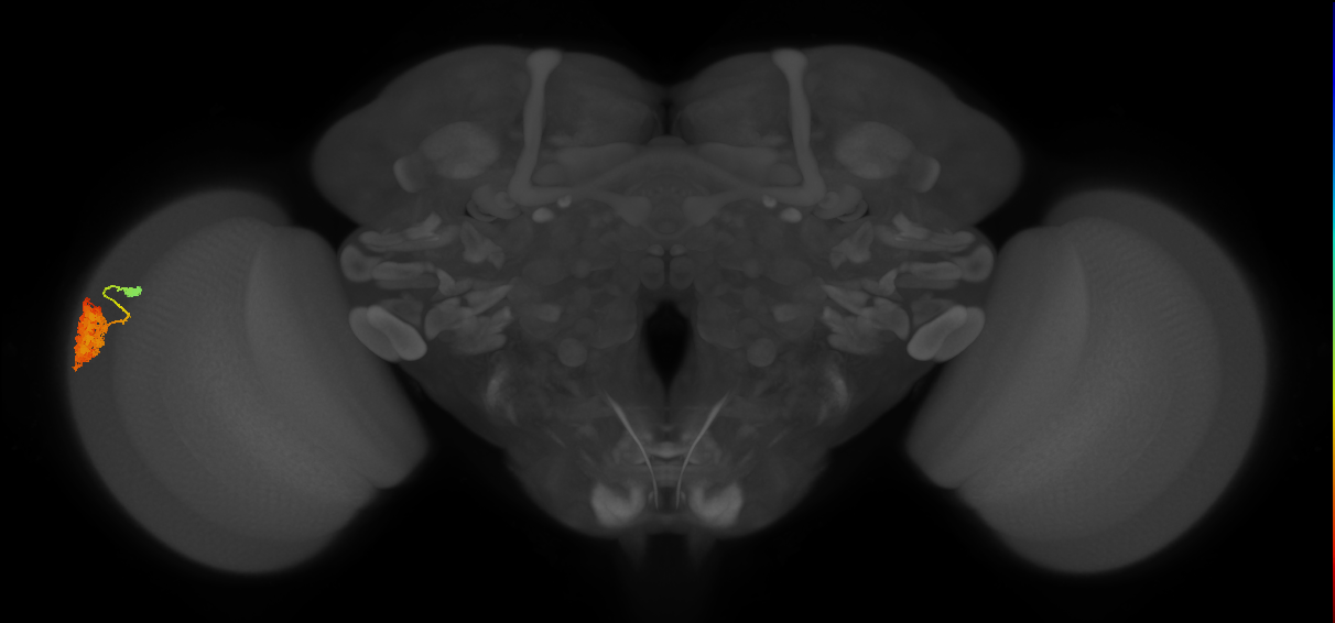 Dm4_L (MaleCNS:45268)