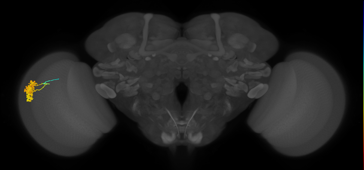 Dm4_L (MaleCNS:206940)