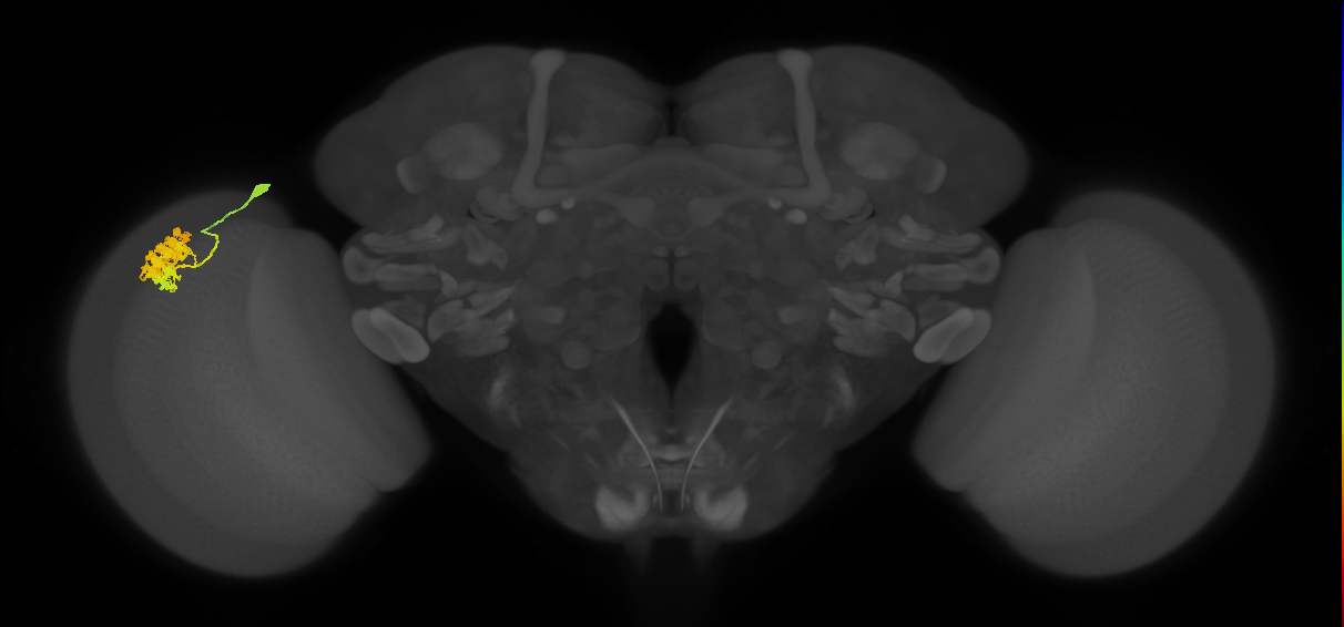 Dm4_L (MaleCNS:43426)