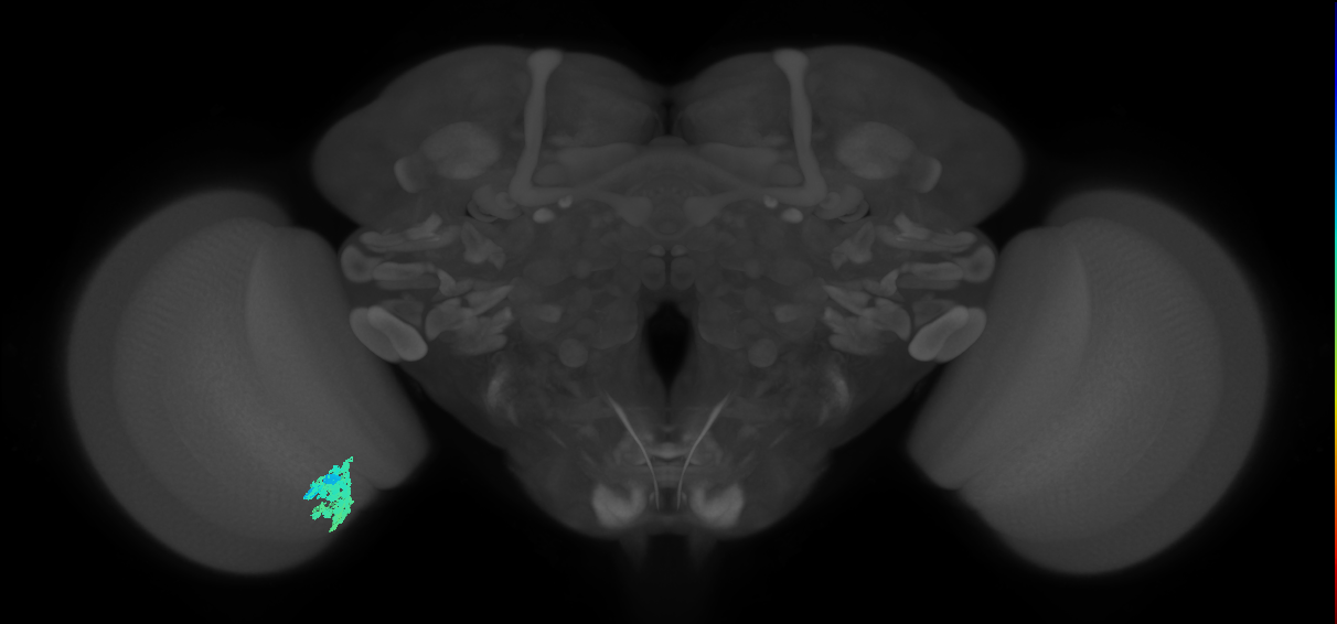 Dm4_L (MaleCNS:39888)