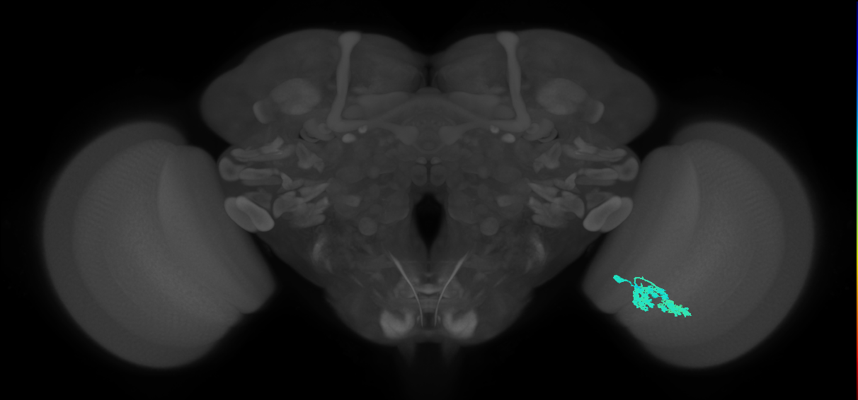 Dm4_R (MaleCNS:23036)