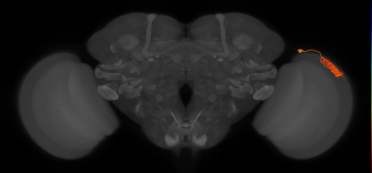 Dm4_R (MaleCNS:27208)