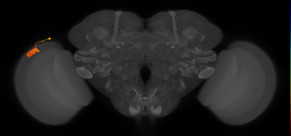 Dm4_L (MaleCNS:63254)